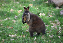 Swamp Wallaby 12. 4. 2017